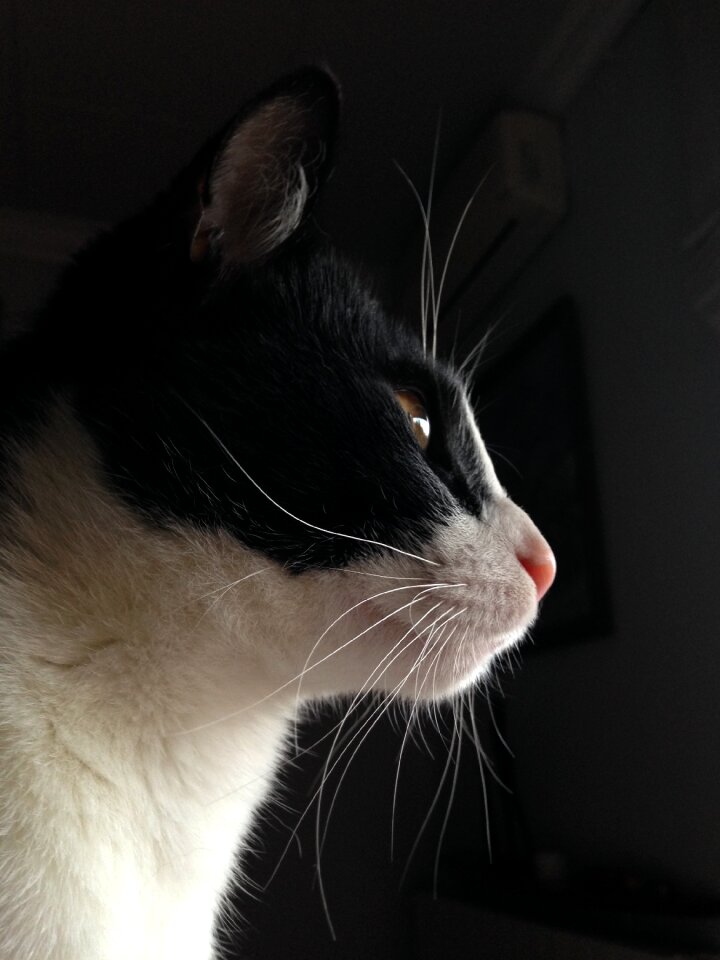 White feline pet