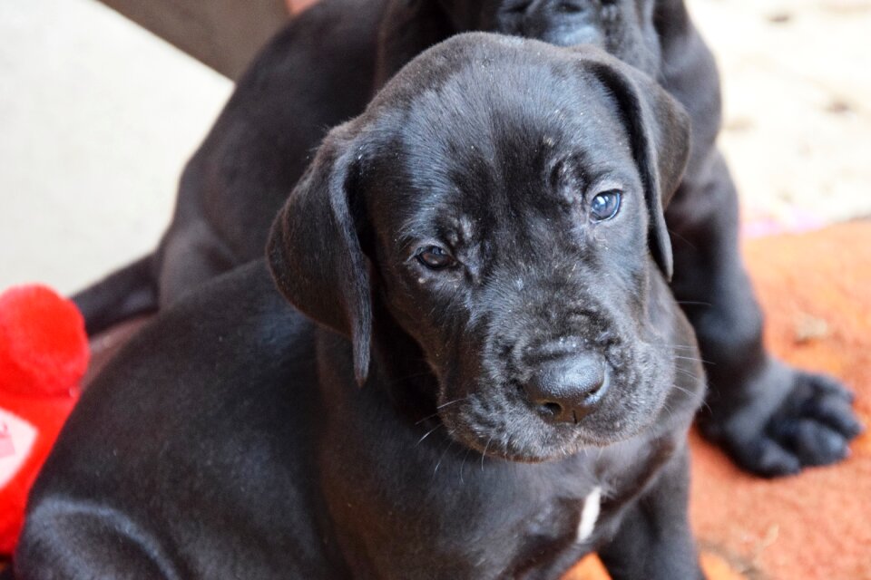 Great dane black pet