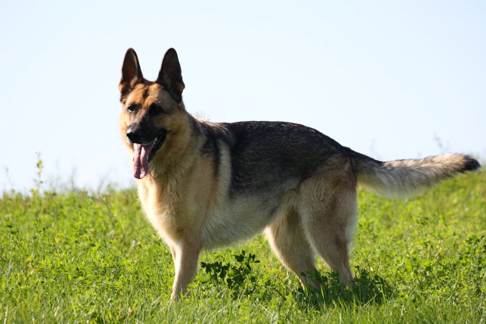 Pet watchdog animals