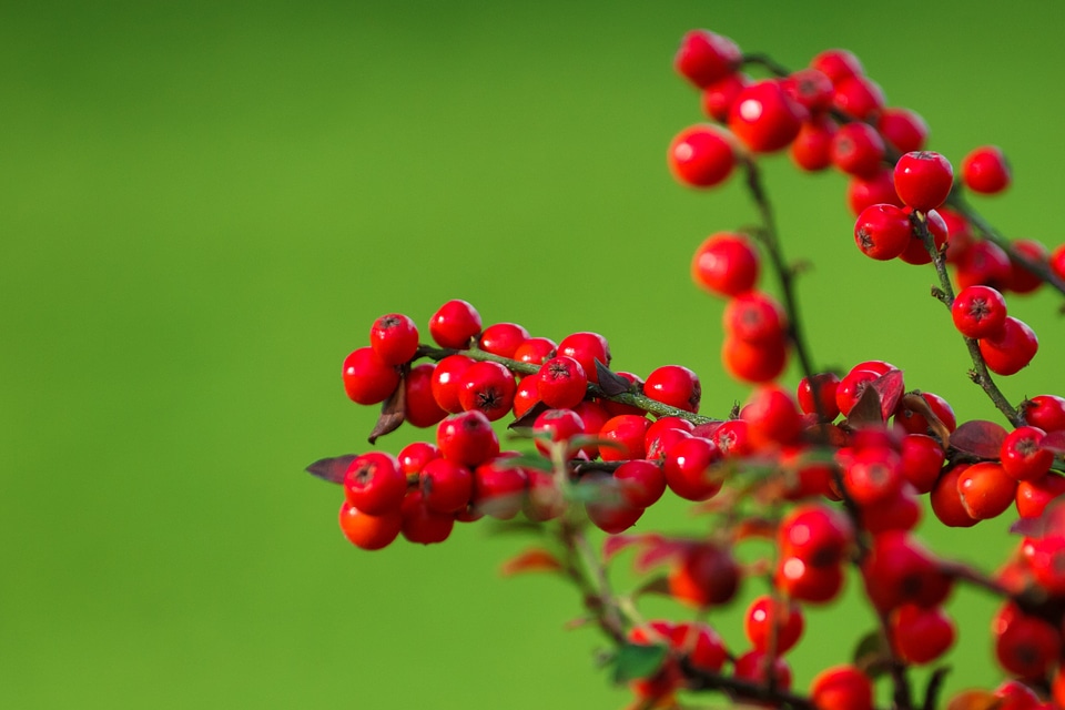 Green background garden