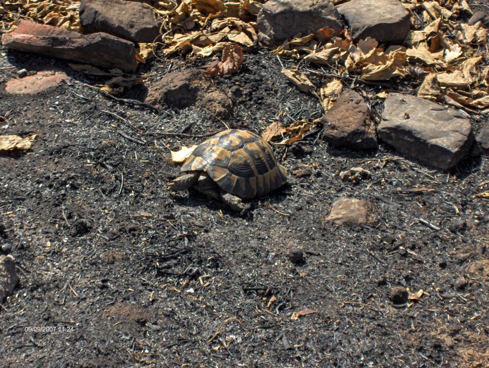 Wildlife reptile