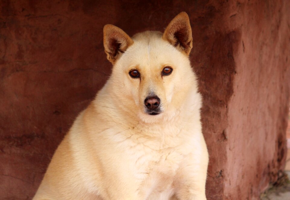 Hybrid animal white