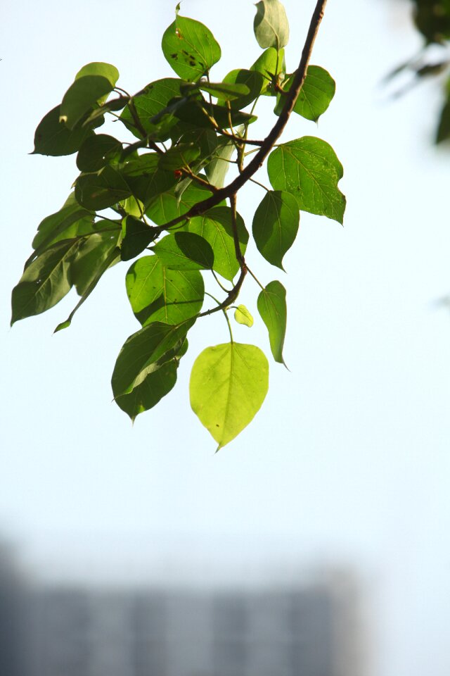 Foliage twig branch