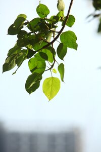 Foliage twig branch photo