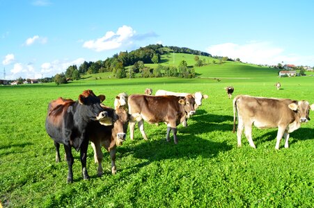 Grassland flock agriculture