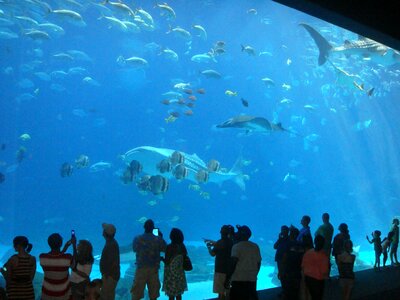 Aquarium fish atlanta photo