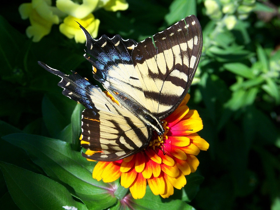 Flying insect sail swallowtail