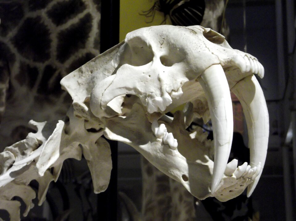 Vertebrae death skeleton