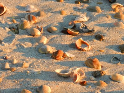 Seashell shore photo