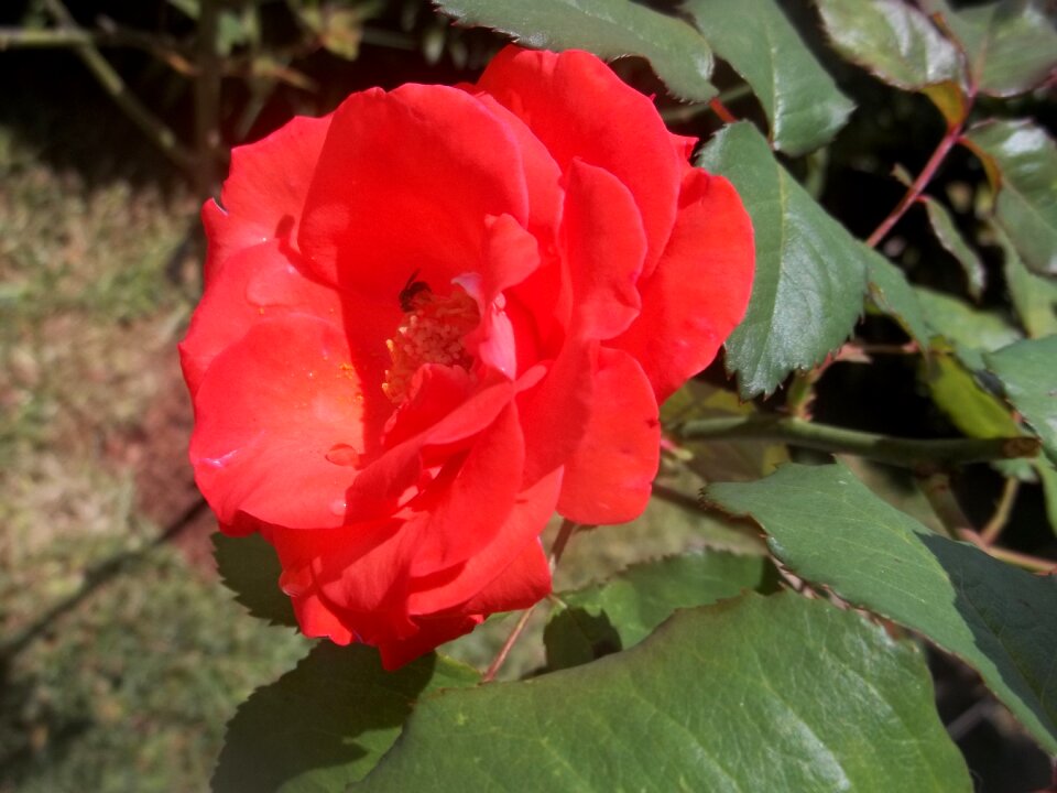 Life rosa beautiful