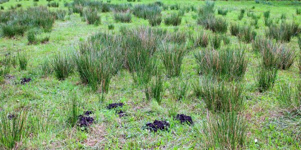 Grasses tufts of grass swamp