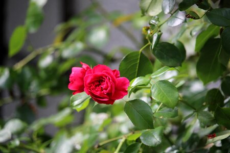 Nature red rose bloom photo