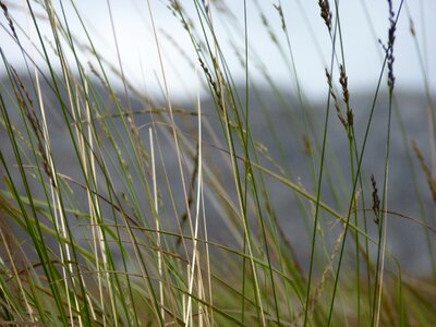 Plant close up halme