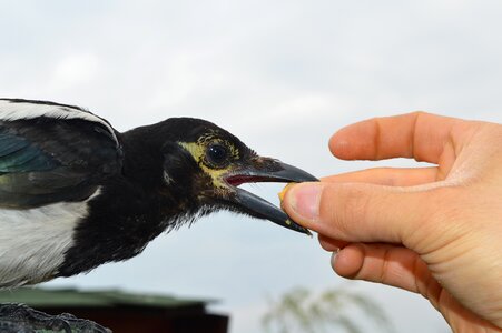 Bird nature feeding photo