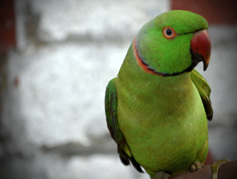 Bird animal feather