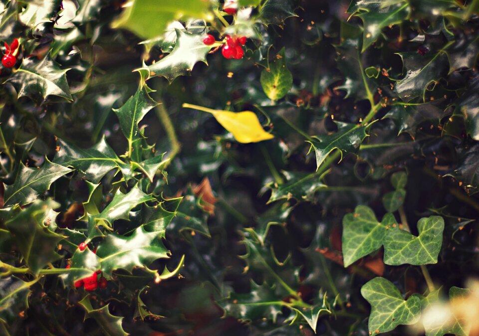 Nature floral seasonal