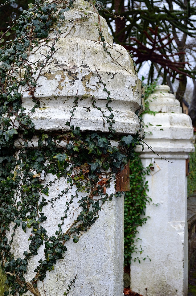 Decoration plant background