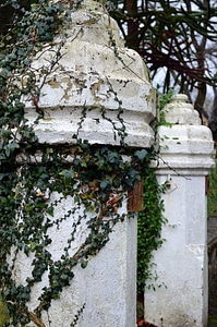 Decoration plant background