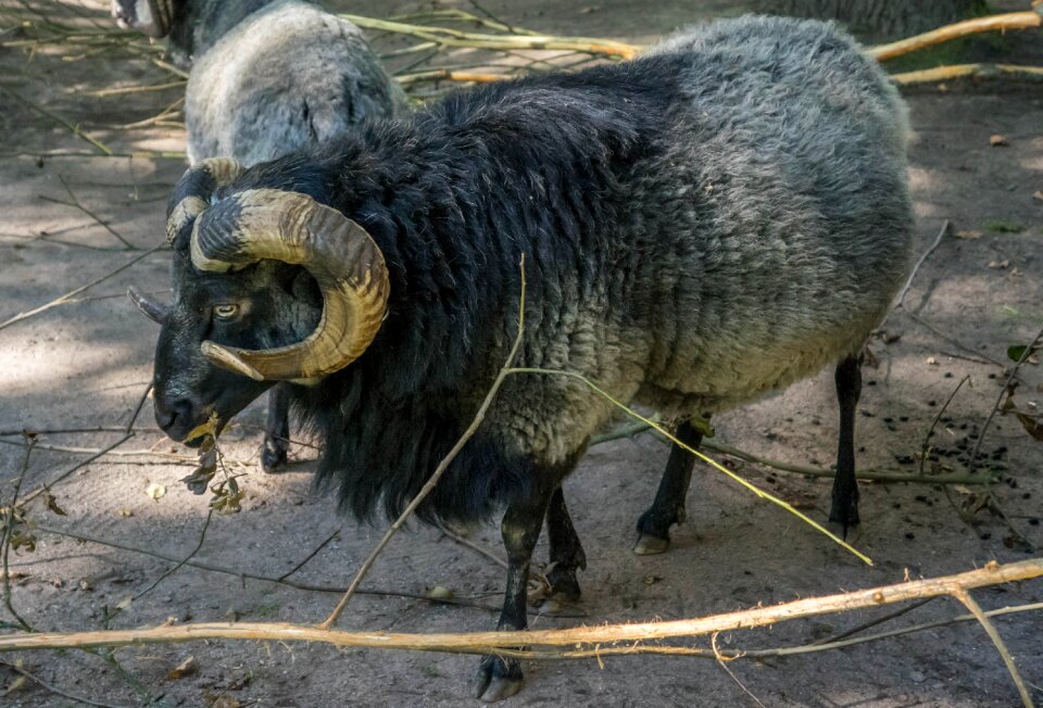 Goat agriculture horn