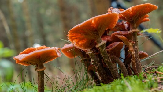 Forest mushroom fungi