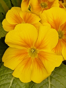 Plant garden garden pansy