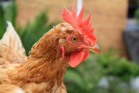 Chicken brown bill