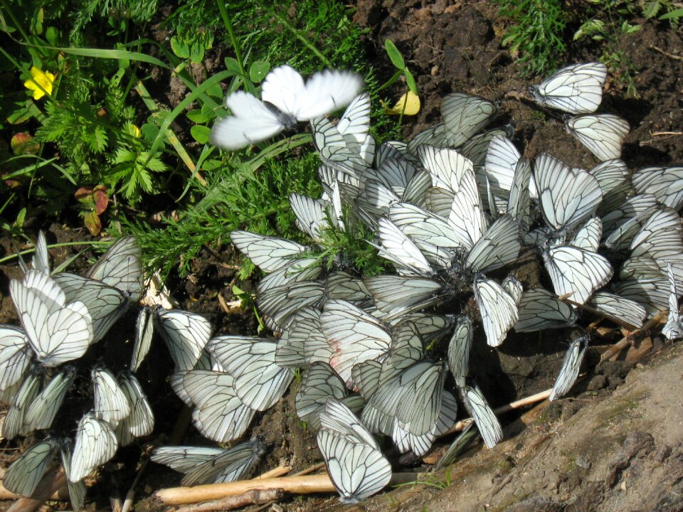 Butterfly white a lot