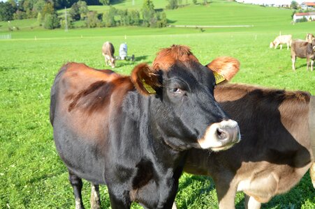Dairy cattle cattle farm