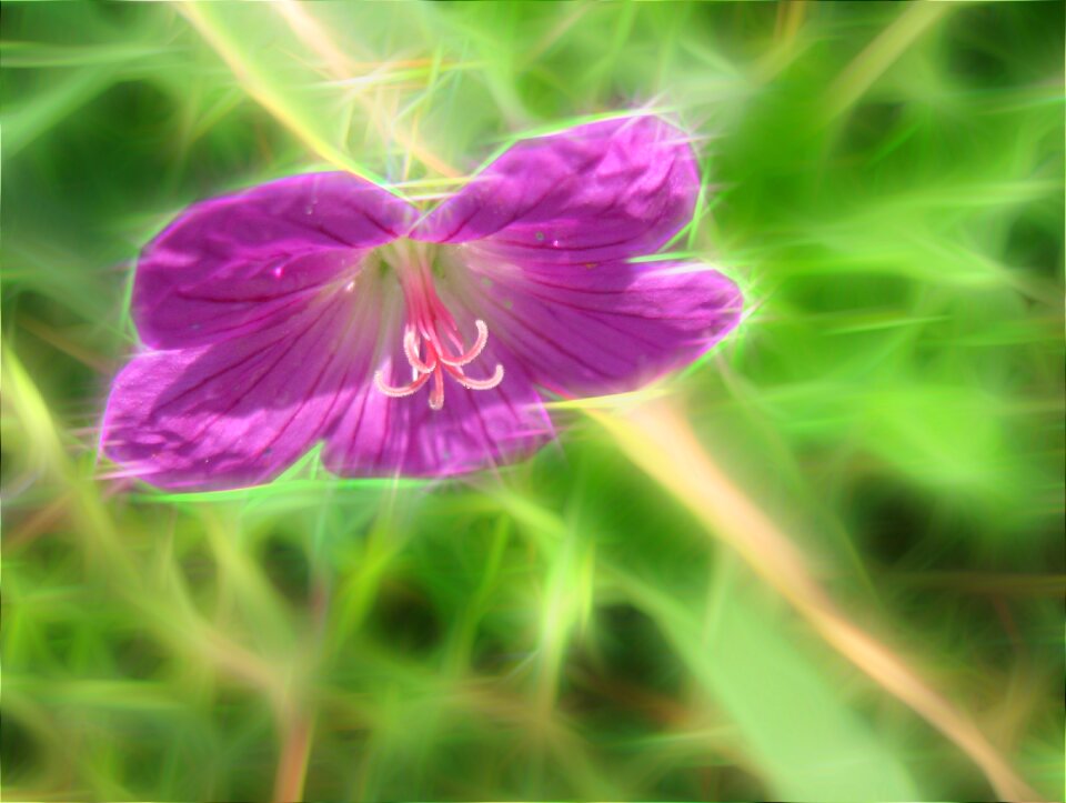 Blossom blooming plant