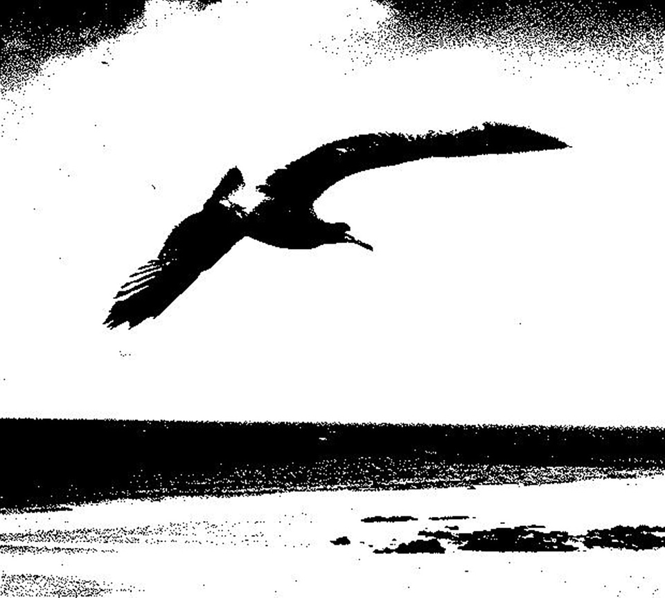 Animal flying nautical