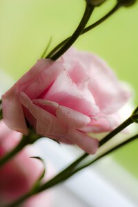 Flower blossom bloom