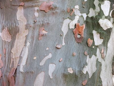 Pattern log tree photo