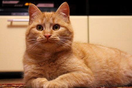 Cat redhead basia photo