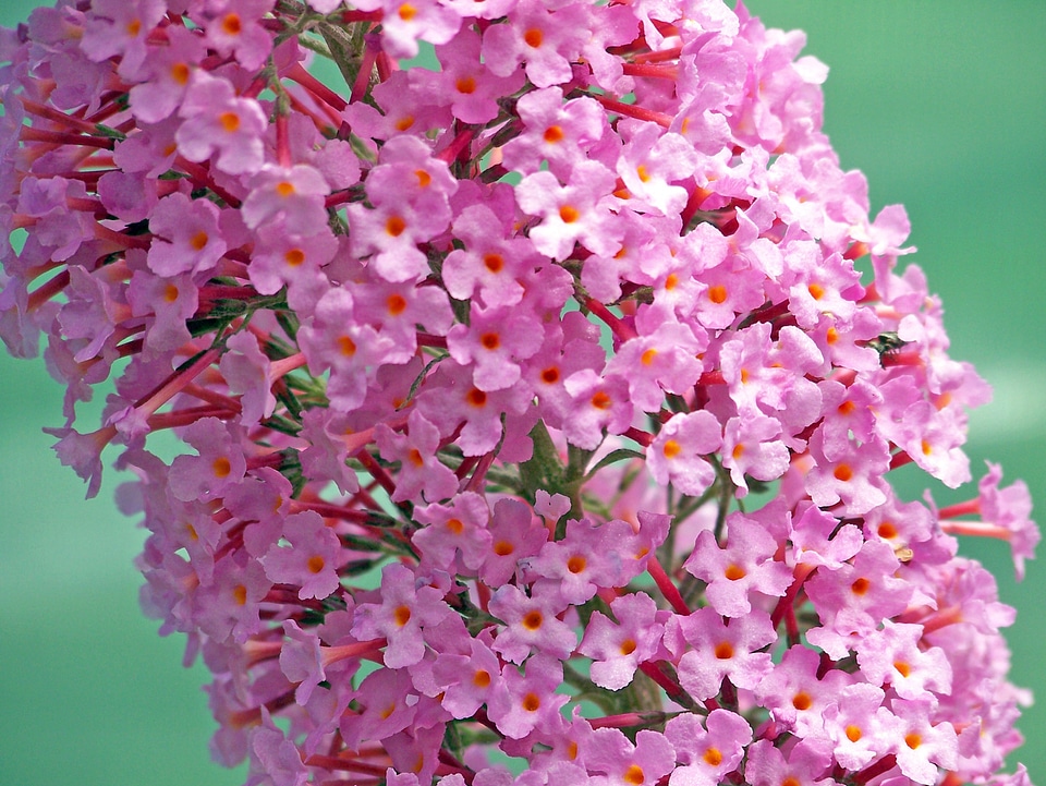 Blossom bloom petals