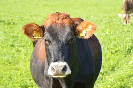 Dairy cattle cattle cow head