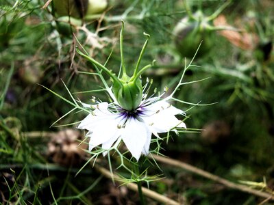 Garden floral botany