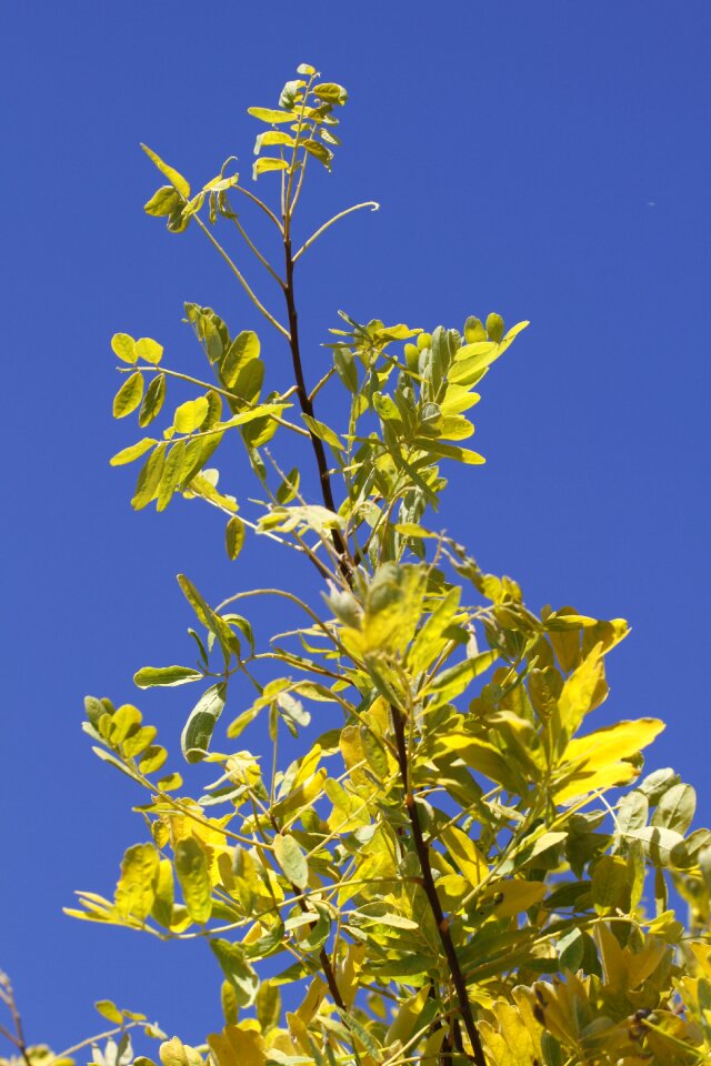 Honey locust oblong sky