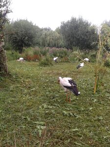 Birds group nature