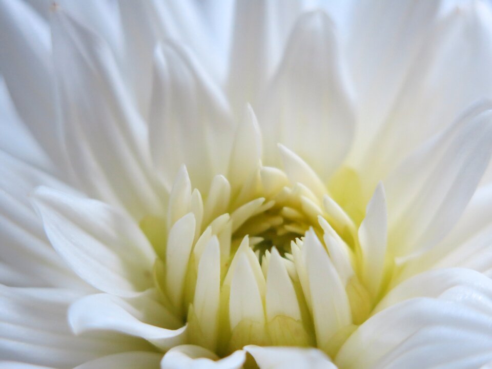 White innocence open