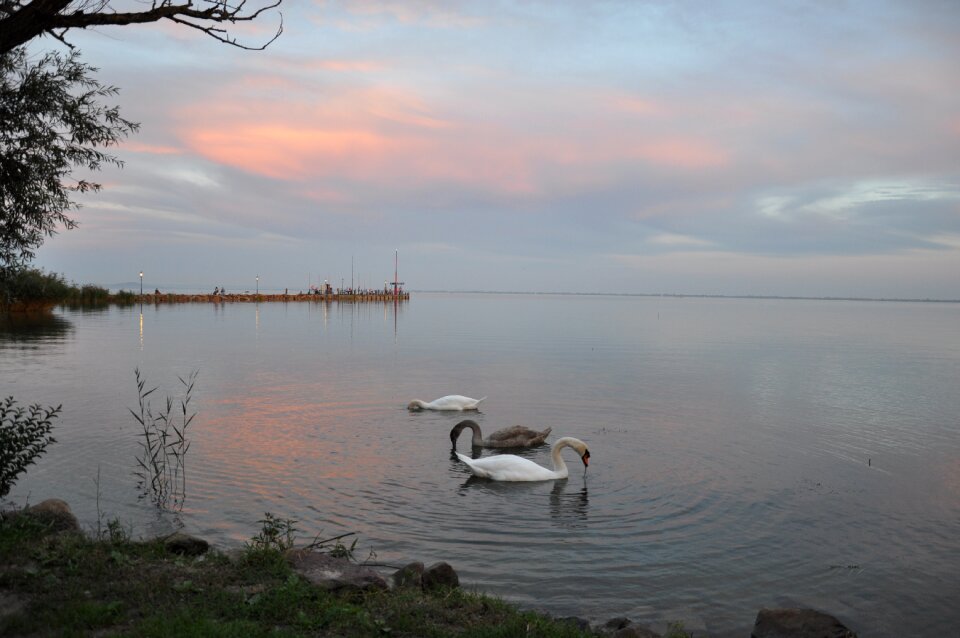 Lake balaton lake water