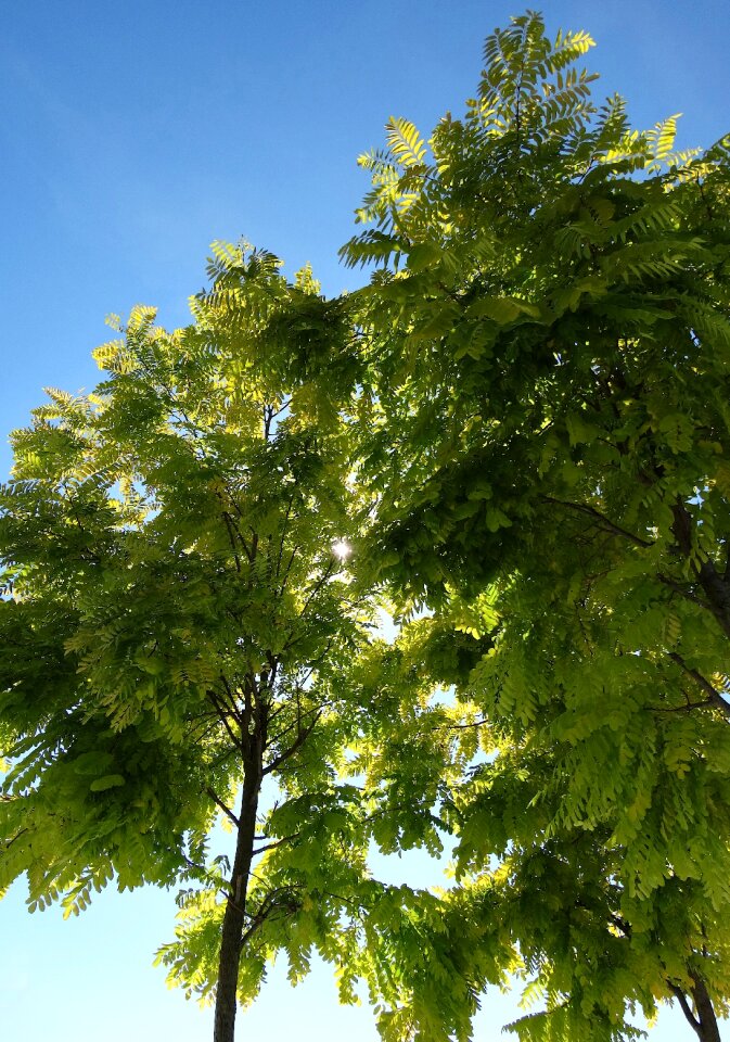Leaves contrast skyward