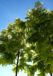 Leaves contrast skyward
