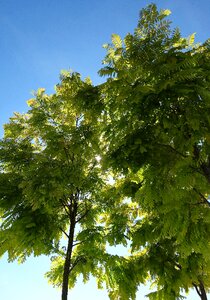 Leaves contrast skyward photo