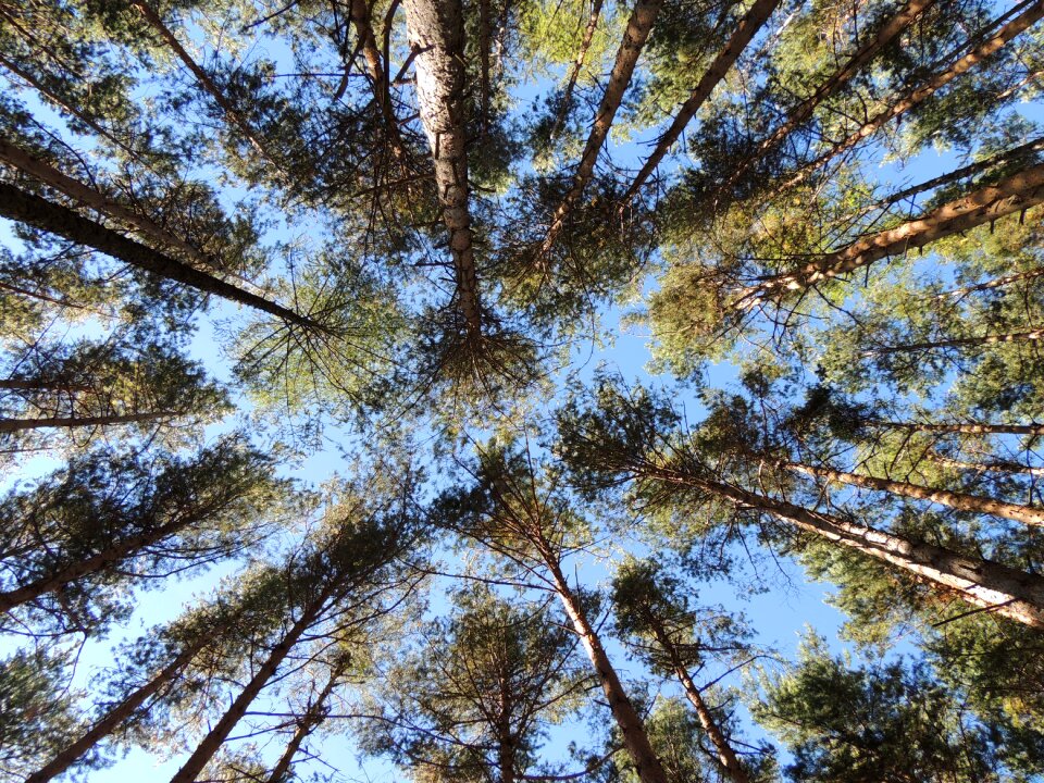 Nature pine family pinus