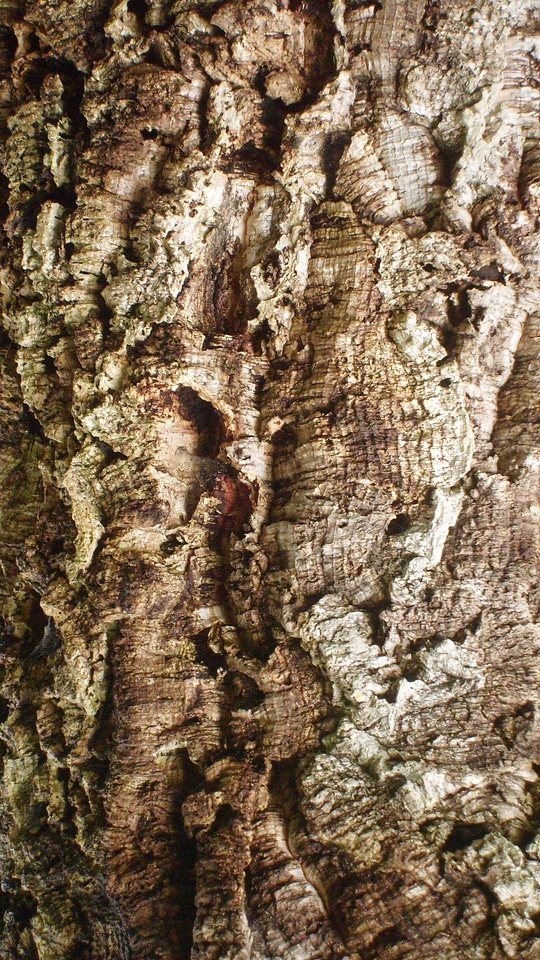 Outdoors environment trunk