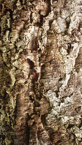 Outdoors environment trunk