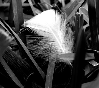 Black and white wildlife feather-grass