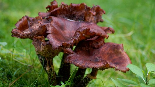 Wood forest mushroom