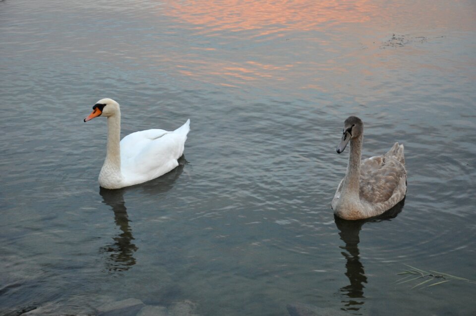 Lake balaton swan water