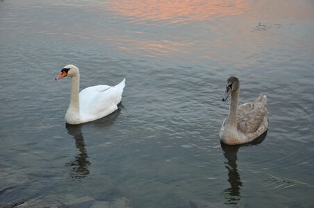 Lake balaton swan water